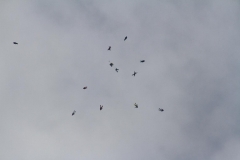 K1024_IMG_8464.1