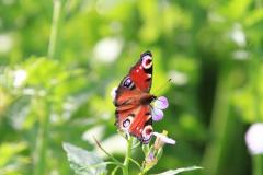 K1024_IMG_7554.1
