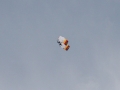 2010_04_25_11.jpg
