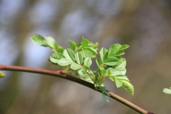 27_K1024_IMG_7922.1