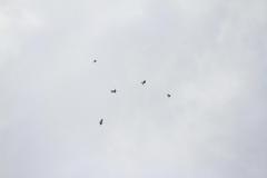 K1024_IMG_5417.1