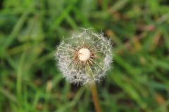 K1024_IMG_0591.1
