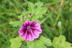 K1024_IMG_6541.1