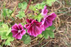K1024_IMG_8369.1