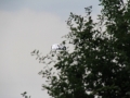 2014_08_06_15.jpg