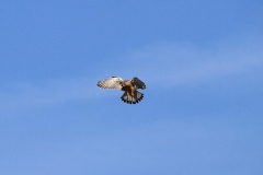 21_K1024_IMG_3618.1.1