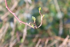 K1024_IMG_0142.1