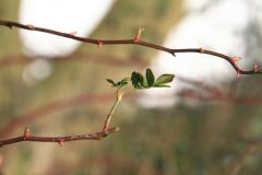 K1024_IMG_5009.1