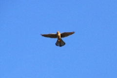 03_K1024_IMG_5848.1.1