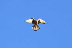 04_K1024_IMG_5849.1.1