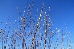 19_K1600_IMG_6177.1