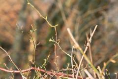 K1024_IMG_0052.1
