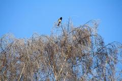 K1024_IMG_9697.1
