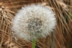 11_K1024_IMG_1442.1.1