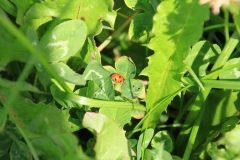 16_K1024_IMG_1291.1