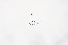 22_K1024_IMG_9825.1.1