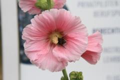 K1024_IMG_1427.1