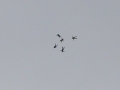 2010_06_06_31.jpg