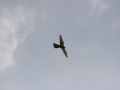 2011_06_26_48.jpg