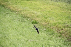 09_K1024_IMG_0313.1