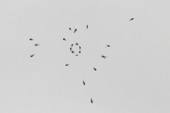 12_K1024_IMG_0319.1.1