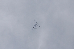 22_K1024_IMG_0408.1.1