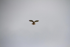 36_K1024_IMG_0622.1