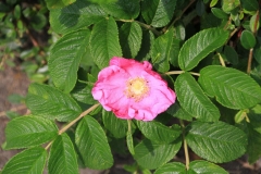 11_K1024_IMG_7745.1