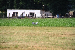 12_K1024_IMG_7746.1
