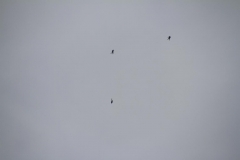 05_K1024_IMG_6909.1