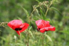K1024_IMG_1377.1