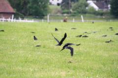 K1024_IMG_6622.1