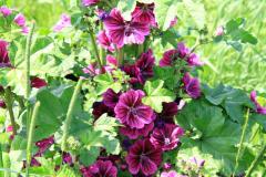 K1024_IMG_6734.1
