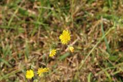 K1024_IMG_1752.1
