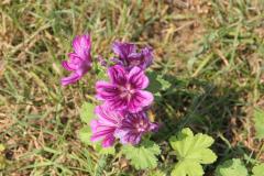 K1024_IMG_1768.1