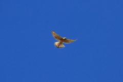K1024_IMG_2076.1