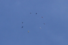 07_K1024_IMG_7227.1.1