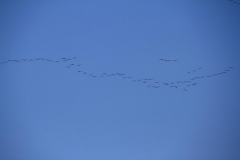 35_K1024_IMG_3893.1