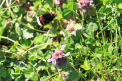 K1024_IMG_5603.1