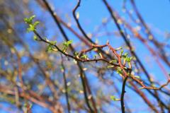 K1024_IMG_9612.JPG.1