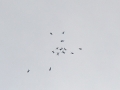 2011_05_07_36.jpg
