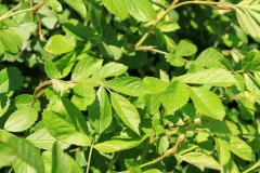 15_K1600_IMG_9007.1