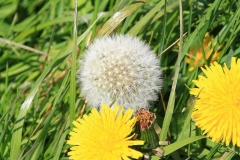 21_K1024_IMG_9102.1