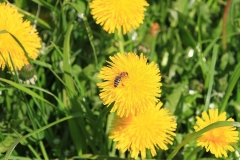 31_K1024_IMG_9120.1