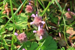 K1024_IMG_3956.1