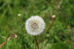 K1024_IMG_4206.1