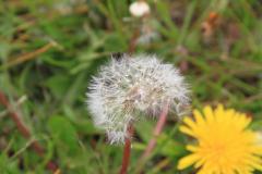 K1024_IMG_0321.1