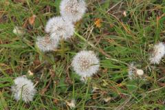 K1024_IMG_0322.1