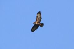 K1024_IMG_9534.1.1