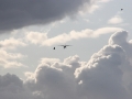 2009_10_17_ 177.jpg
